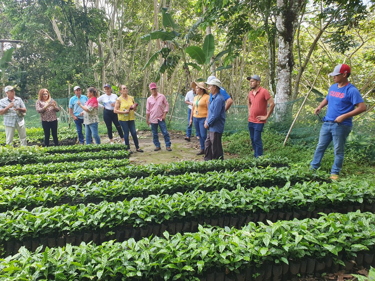 Pasantía de productores al distrito de Renacimiento, provincia de ...